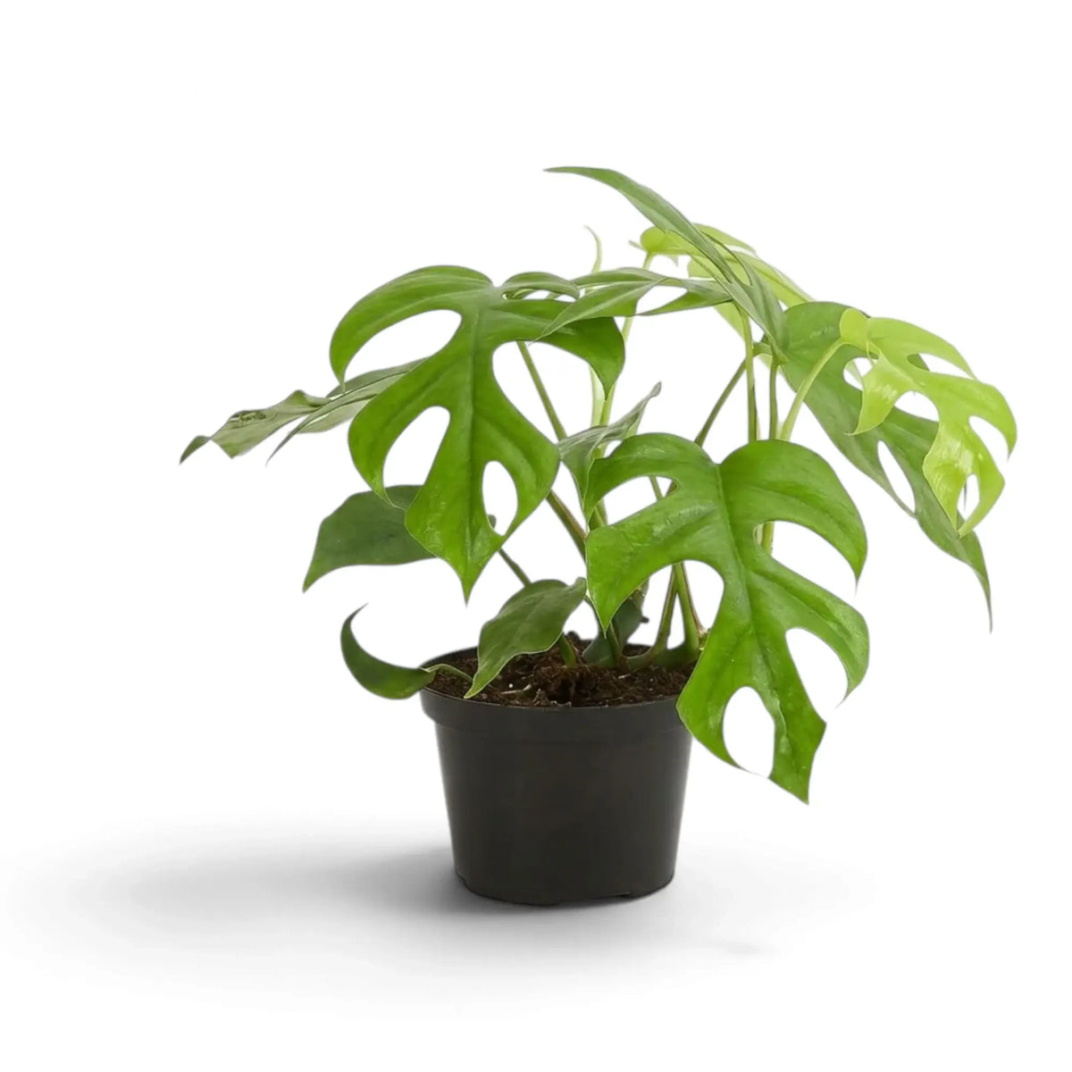 Compact Rhaphidophora tetrasperma with deeply split green leaves on arching leaf stalks in a nursery pot.