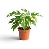 Potted Rhaphidophora tetrasperma with glossy green leaves deeply split along the edges.