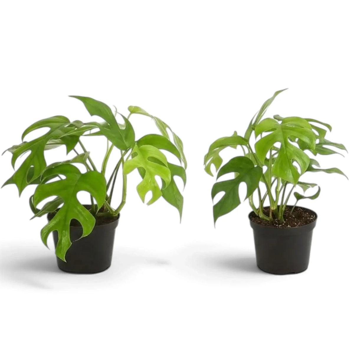Two Rhaphidophora tetrasperma plants with deeply split green leaves in separate nursery pots.