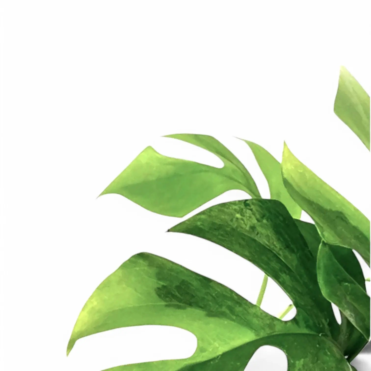 Rhaphidophora tetrasperma variegata 'Green on green' leaf close-up on white background.