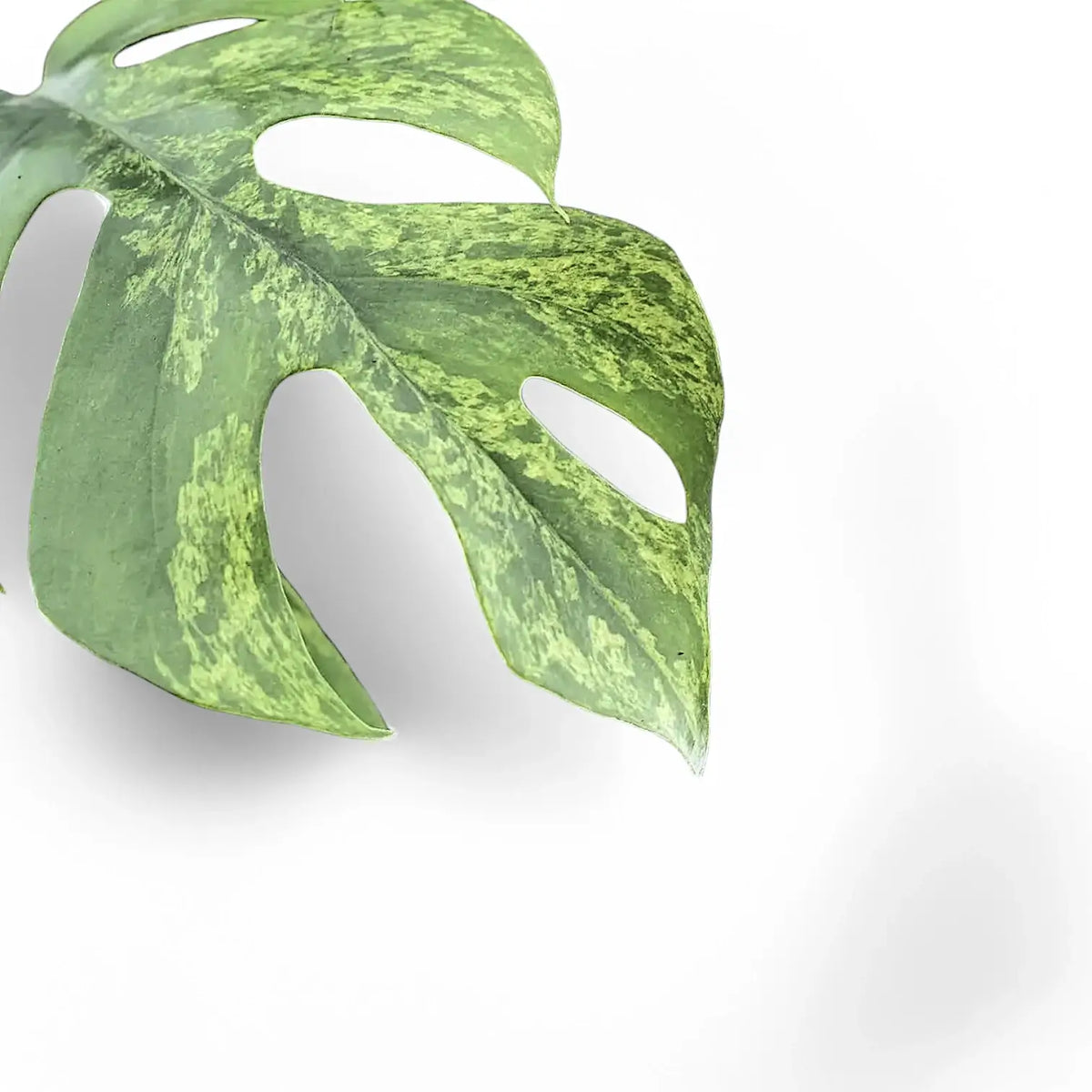 Rhaphidophora 'Mint' – Green-on-Green Variegation