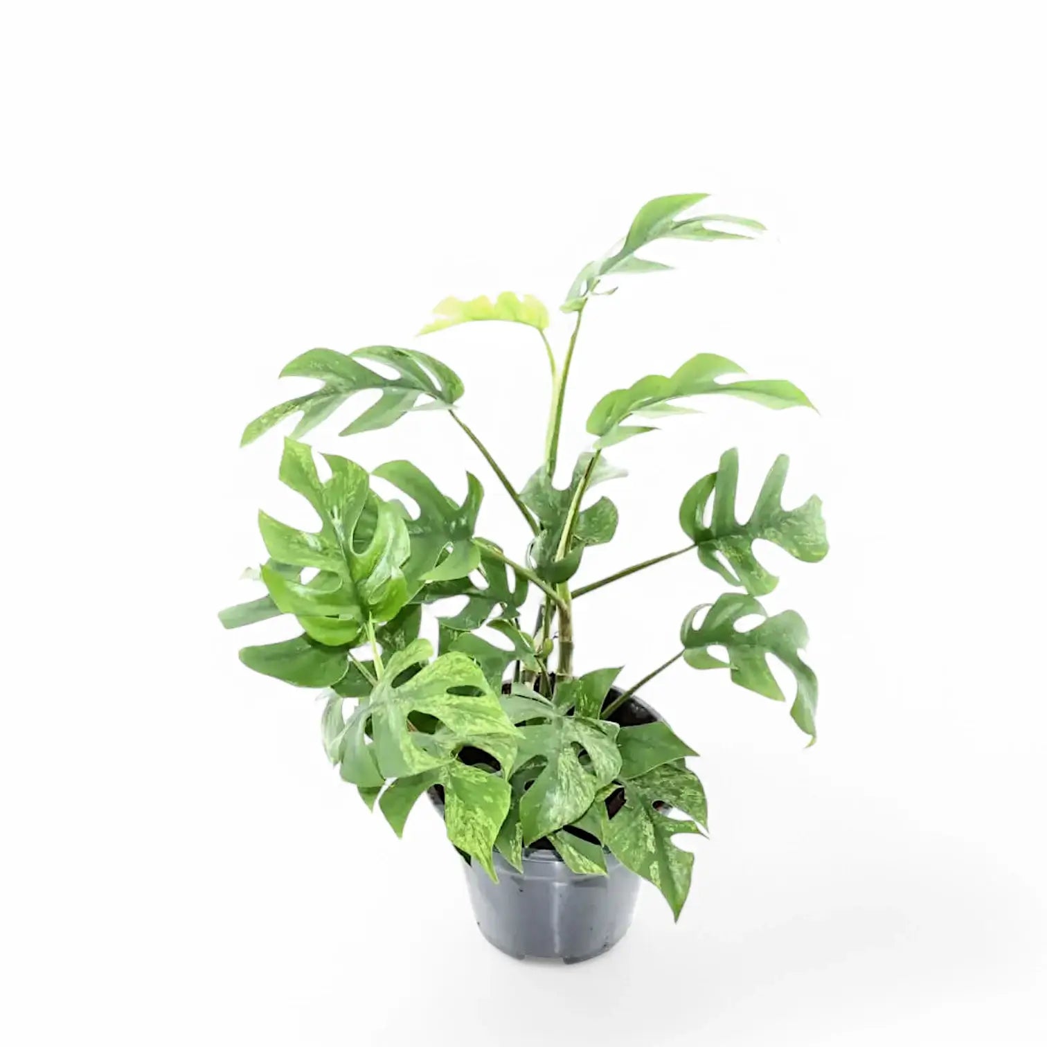 Rhaphidophora tetrasperma variegata 'Mint' potted plant in nursery pot on white background.