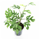 Rhaphidophora tetrasperma variegata 'Mint' potted plant in nursery pot on white background.