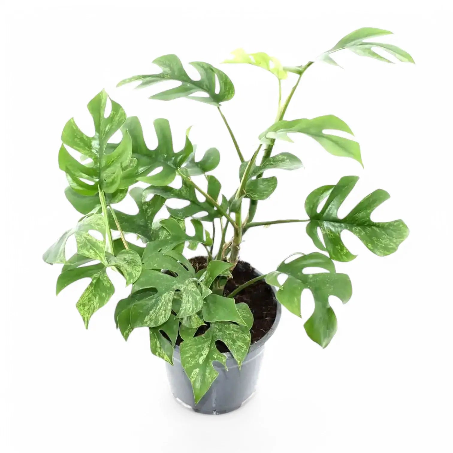 Rhaphidophora tetrasperma variegata 'Mint' potted plant in nursery pot on white background.
