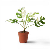 Panaschierte Rhaphidophora tetrasperma im Kulturtopf.