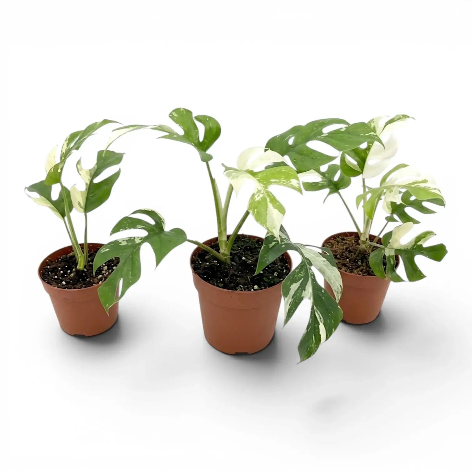 Panaschierte Rhaphidophora tetrasperma im Kulturtopf.