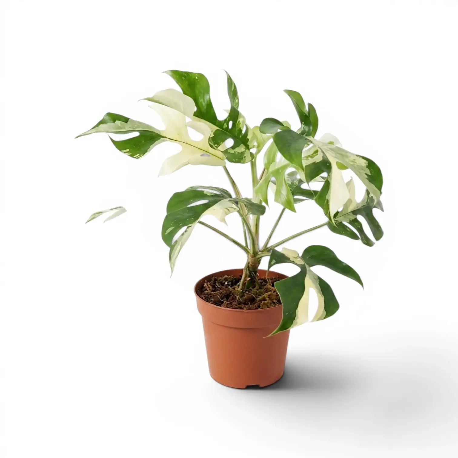 Panaschierte Rhaphidophora tetrasperma im Kulturtopf.