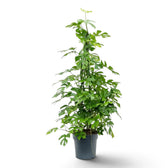 Tall Rhaphidophora tetrasperma with climbing stems and split green leaves in a nursery pot.
