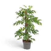 Rhaphidophora tetrasperma climbing a support pole, with deeply split green leaves above a nursery pot.