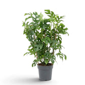Potted Rhaphidophora tetrasperma with dense upright growth and deeply split green leaves.