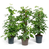 Three potted Rhaphidophora tetrasperma plants of different heights, with climbing stems and split green leaves.