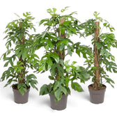 Three Rhaphidophora tetrasperma plants climbing support poles, with deeply split green leaves.