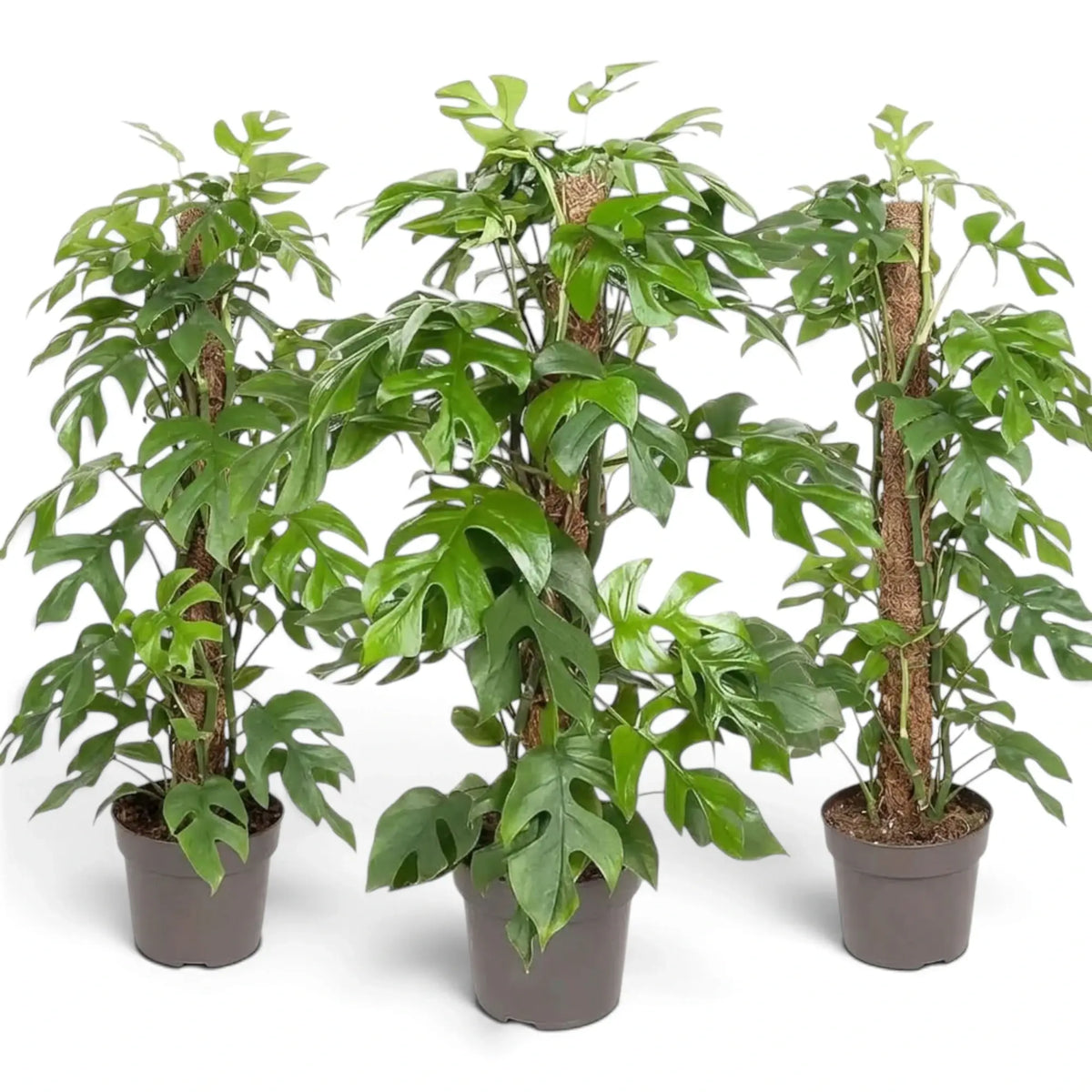 Three Rhaphidophora tetrasperma plants climbing support poles, with deeply split green leaves.