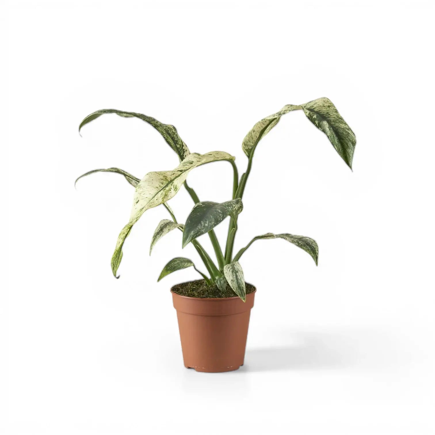 Rhaphidophora puberula variegata – Topfpflanze im Kulturtopf vor weißem Hintergrund, Produktfoto