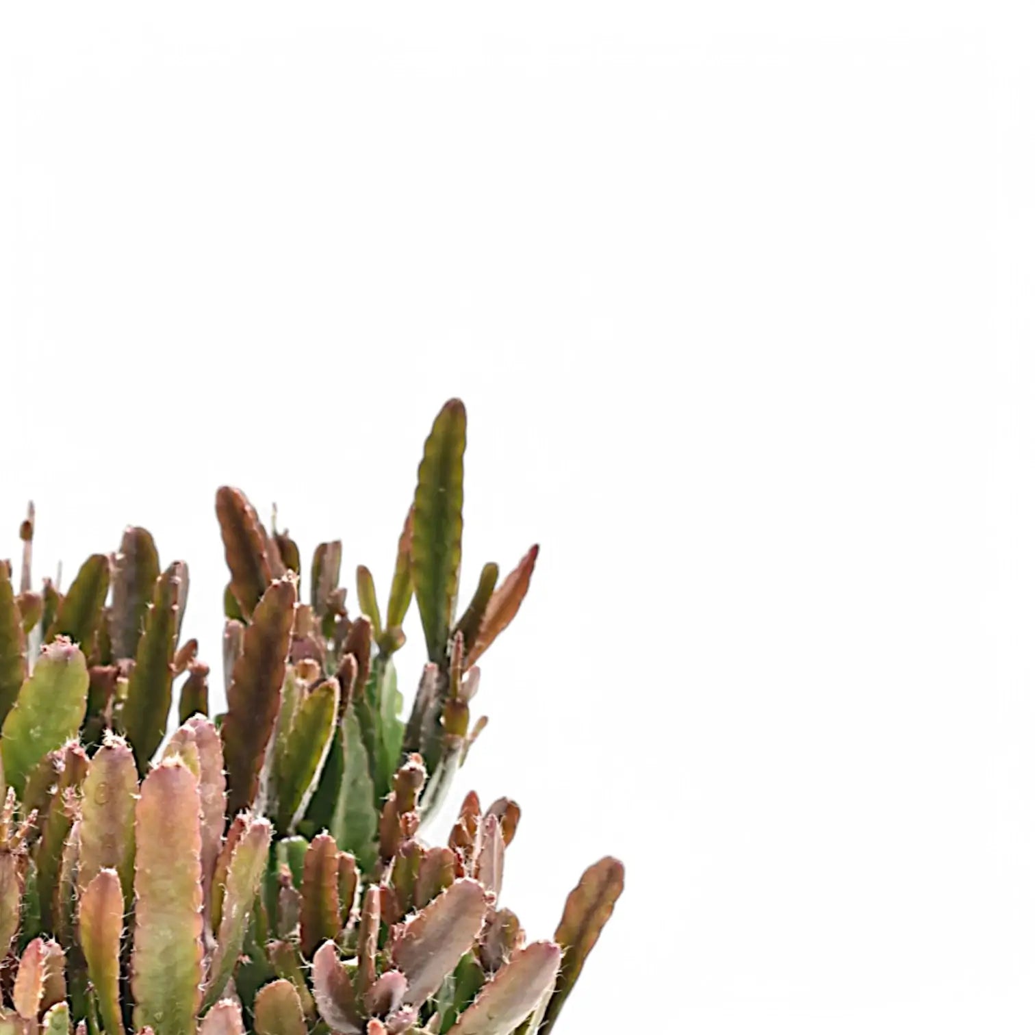 Rhipsalis agudoensis leaf detail on white background.