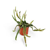 Rhipsalis agudoensis potted plant in nursery pot on white background.