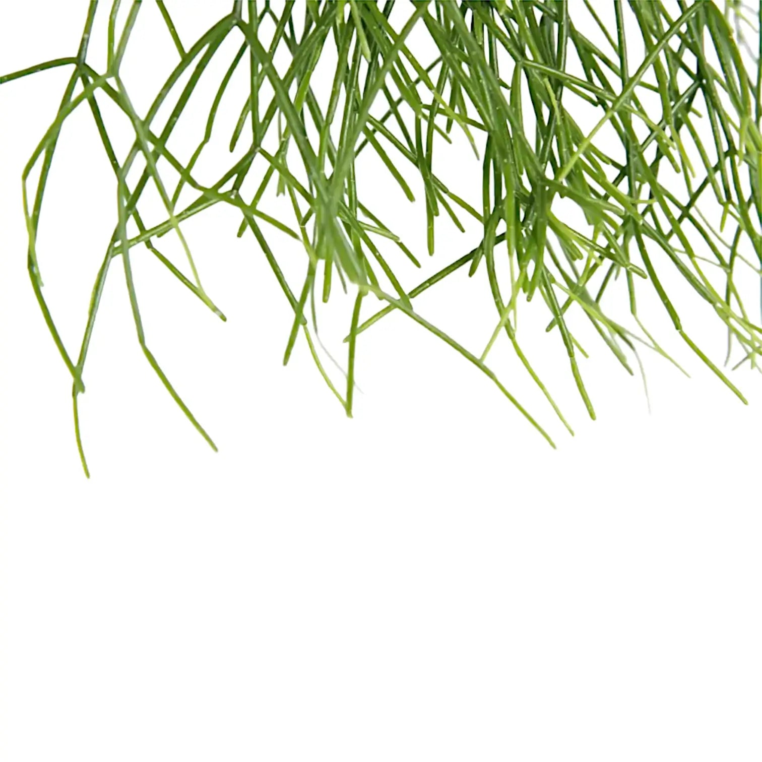 Nahaufnahme eines Triebs von Rhipsalis baccifera vor weißem Hintergrund.