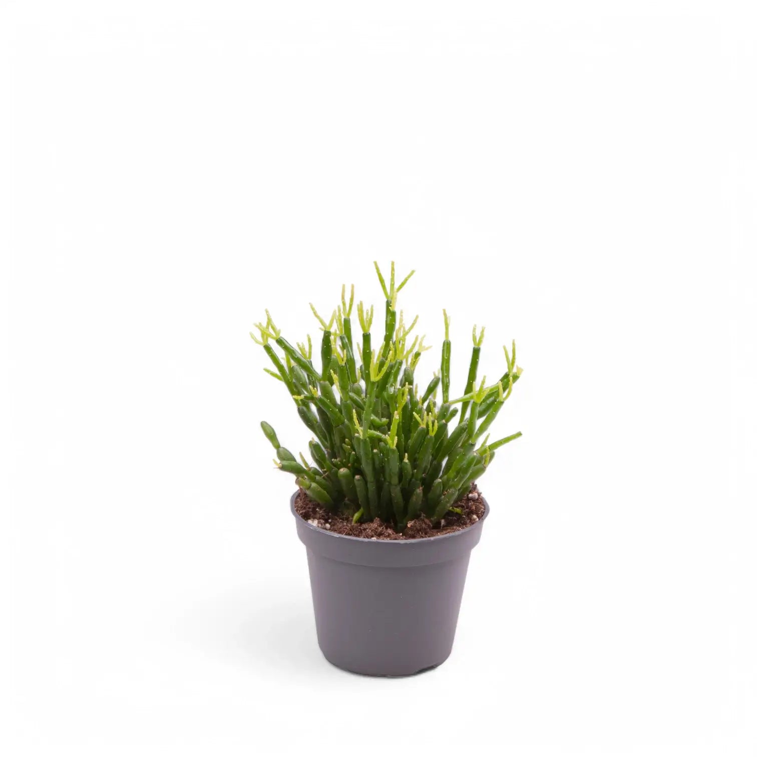 Rhipsalis baccifera – Zimmerpflanze im Kulturtopf auf weißem Hintergrund, Produktfoto 2.