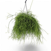 Rhipsalis baccifera potted plant in nursery pot on white background.