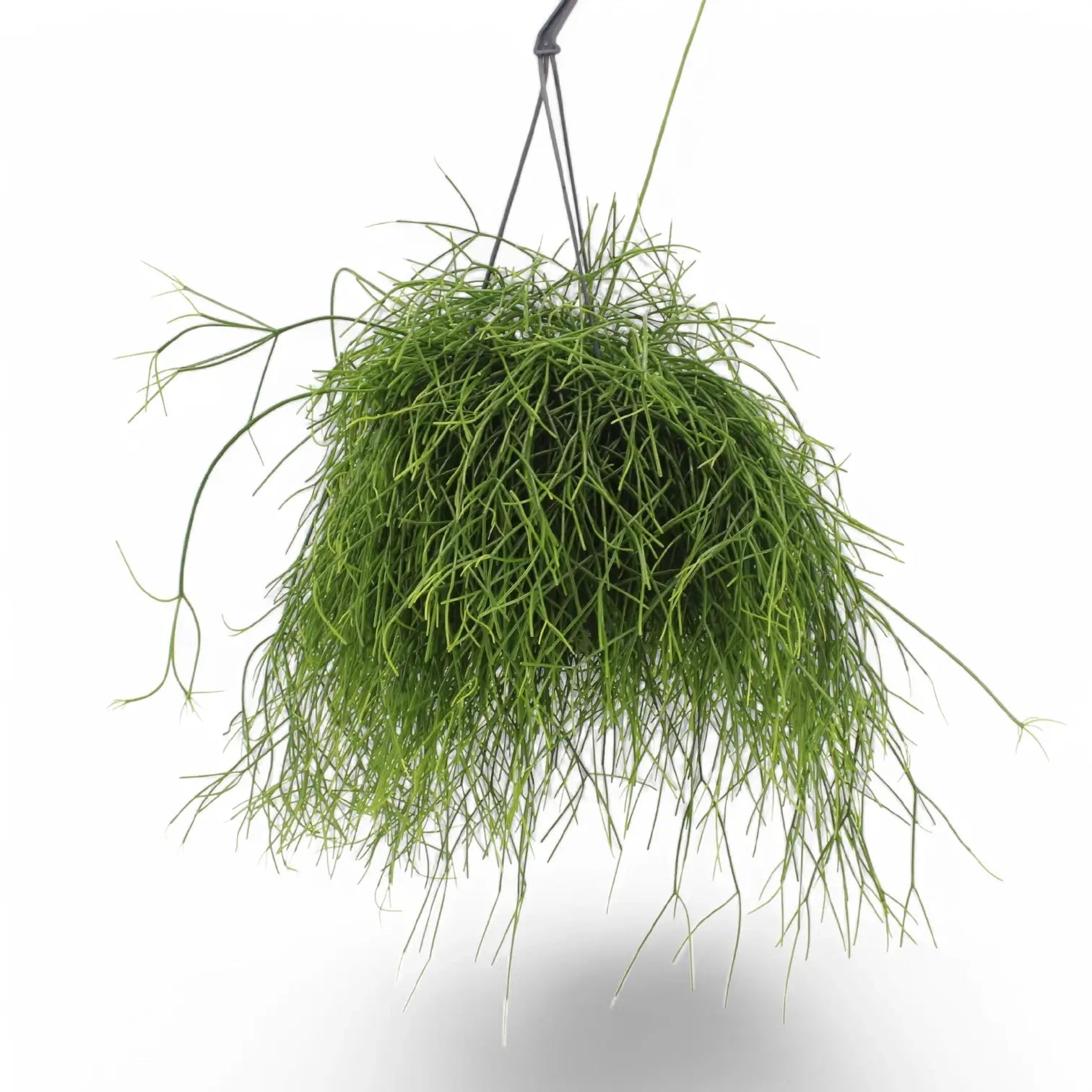 Rhipsalis baccifera potted plant in nursery pot on white background.