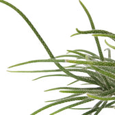 Rhipsalis baccifera ssp. horrida – Blattdetail vor weißem Hintergrund..