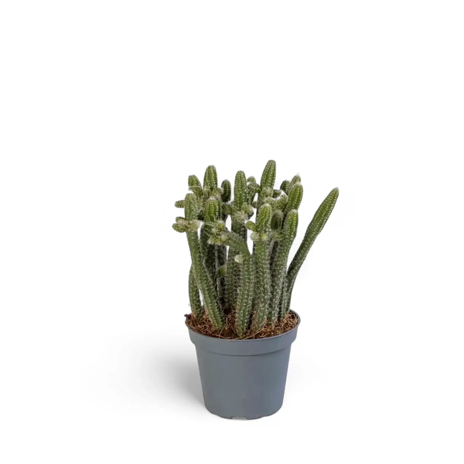 Rhipsalis baccifera ssp. horrida potted plant in nursery pot on white background.