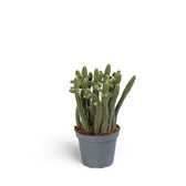 Rhipsalis baccifera ssp. horrida – Zimmerpflanze im Kulturtopf auf weißem Hintergrund, Produktfoto 2.