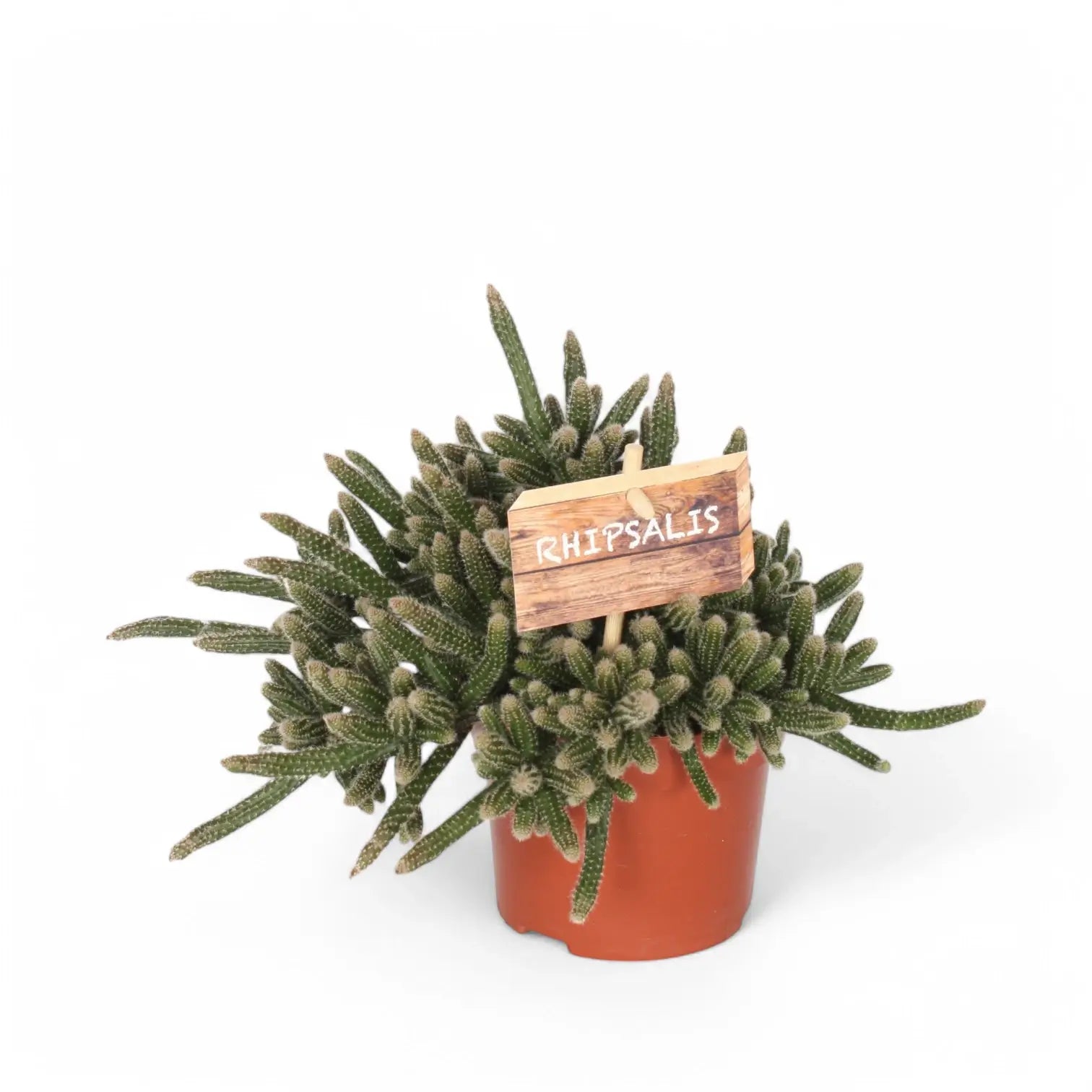 Rhipsalis baccifera ssp. horrida – Zimmerpflanze im Kulturtopf auf weißem Hintergrund, Produktfoto 4.