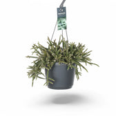 Rhipsalis baccifera ssp. horrida – Zimmerpflanze im Kulturtopf auf weißem Hintergrund, Produktfoto 5.