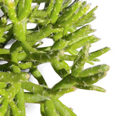 Rhipsalis burchellii leaf detail on white background.
