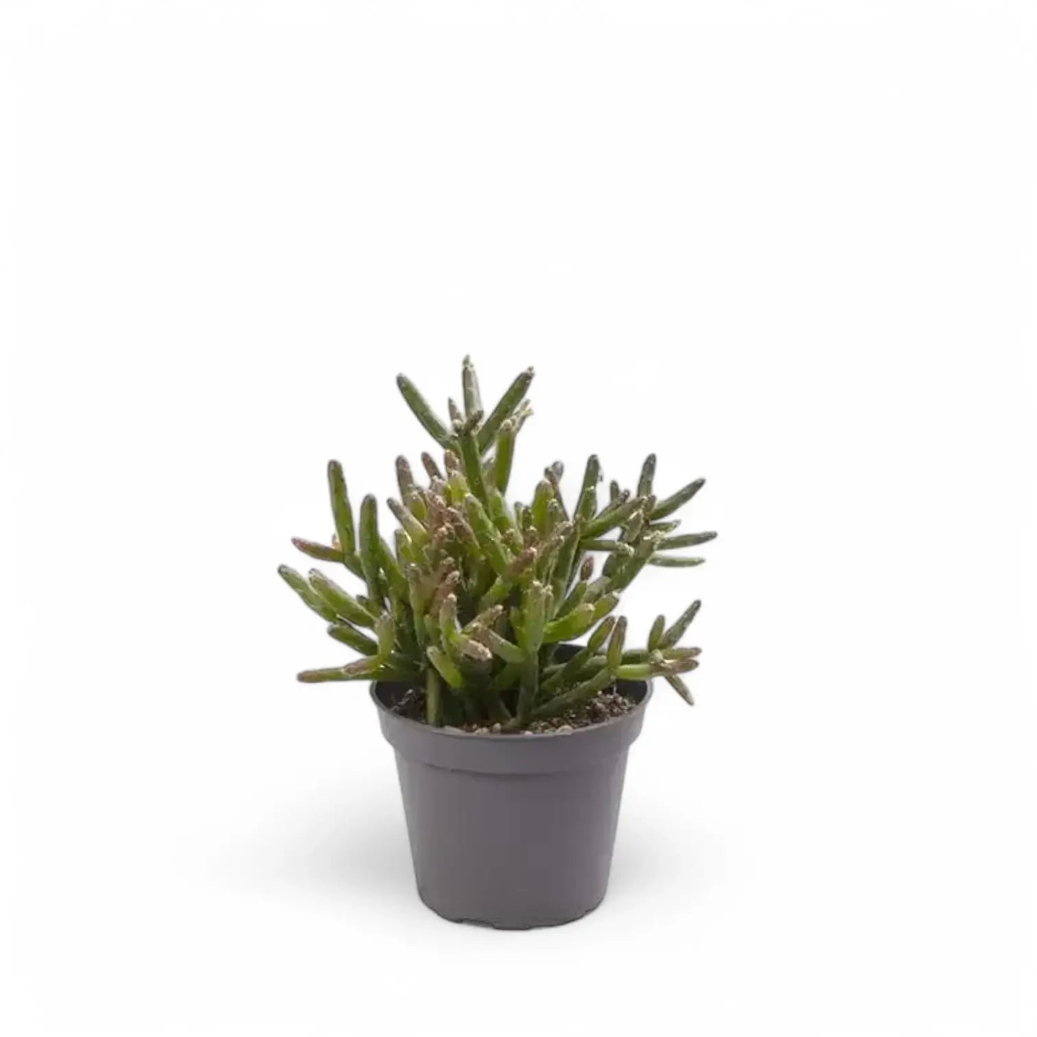 Rhipsalis burchellii potted plant in nursery pot on white background.