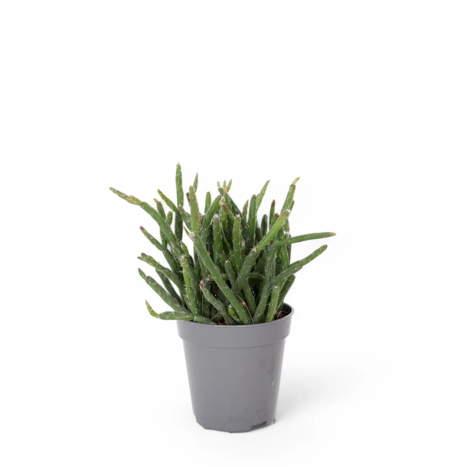 Rhipsalis burchellii potted plant in nursery pot on white background.