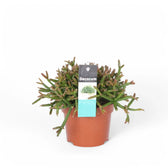 Rhipsalis burchellii potted plant in nursery pot on white background.