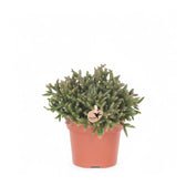 Rhipsalis burchellii potted plant in nursery pot on white background.