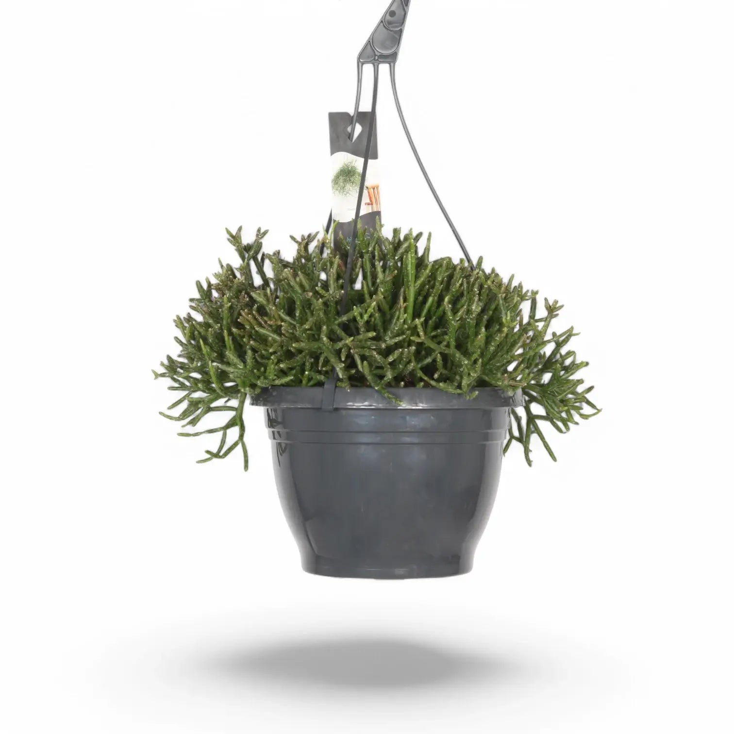 Rhipsalis burchellii potted plant in nursery pot on white background.