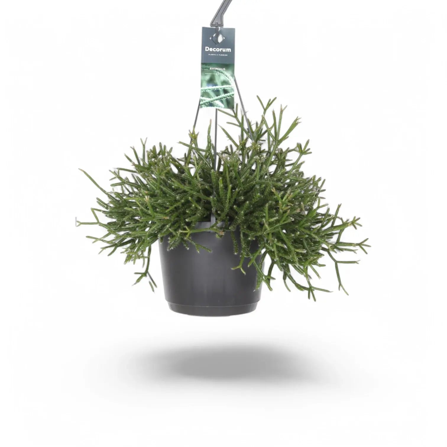 Rhipsalis burchellii potted plant in nursery pot on white background.