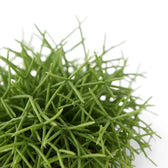 Nahaufnahme der Triebe von Rhipsalis cereuscula ‘Cashero’.