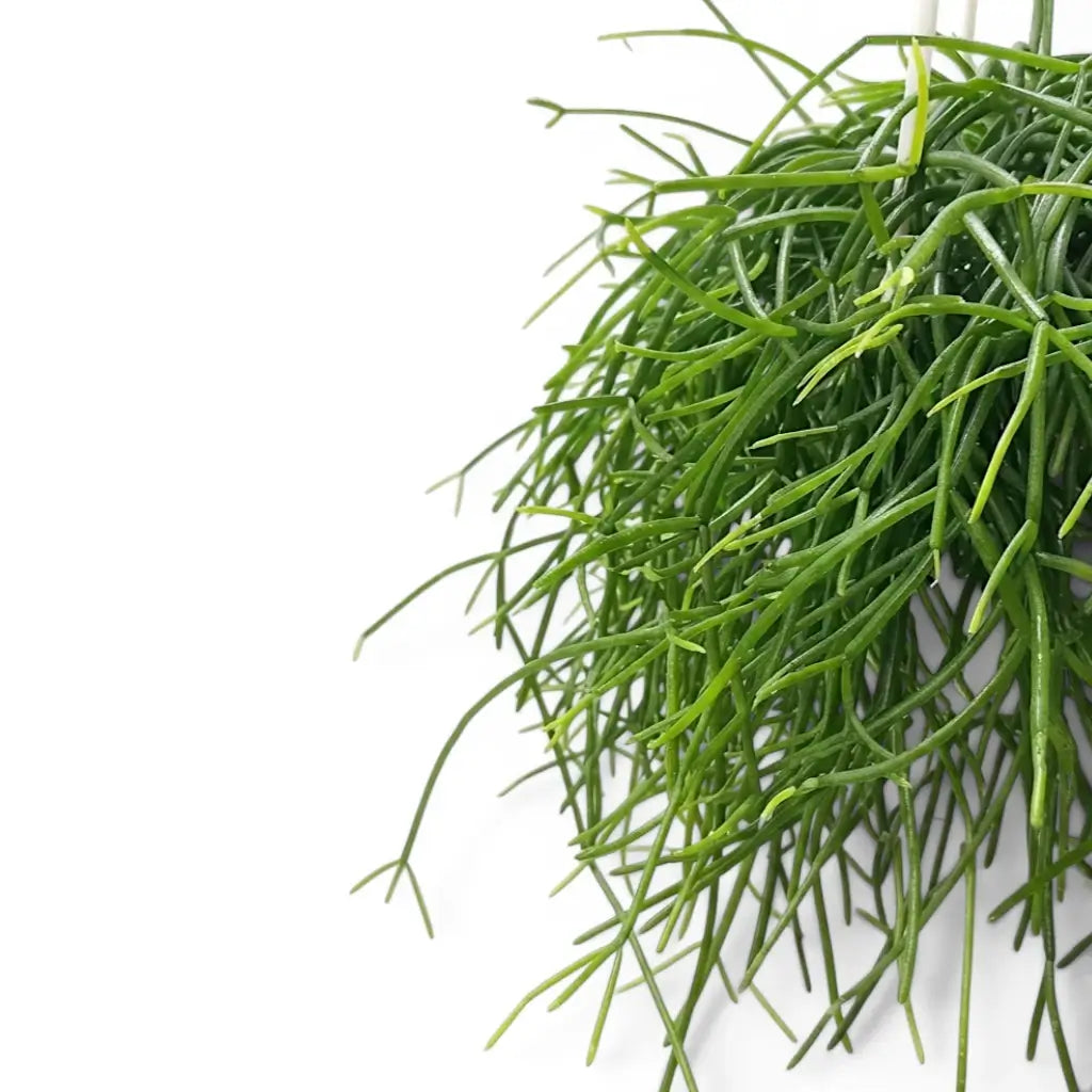 Nahaufnahme der Triebe von Rhipsalis cereuscula ‘Cashero’.
