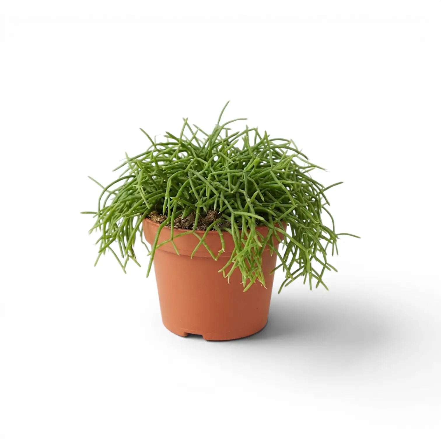 Rhipsalis cereuscula ‘Cashero’ im Kulturtopf.