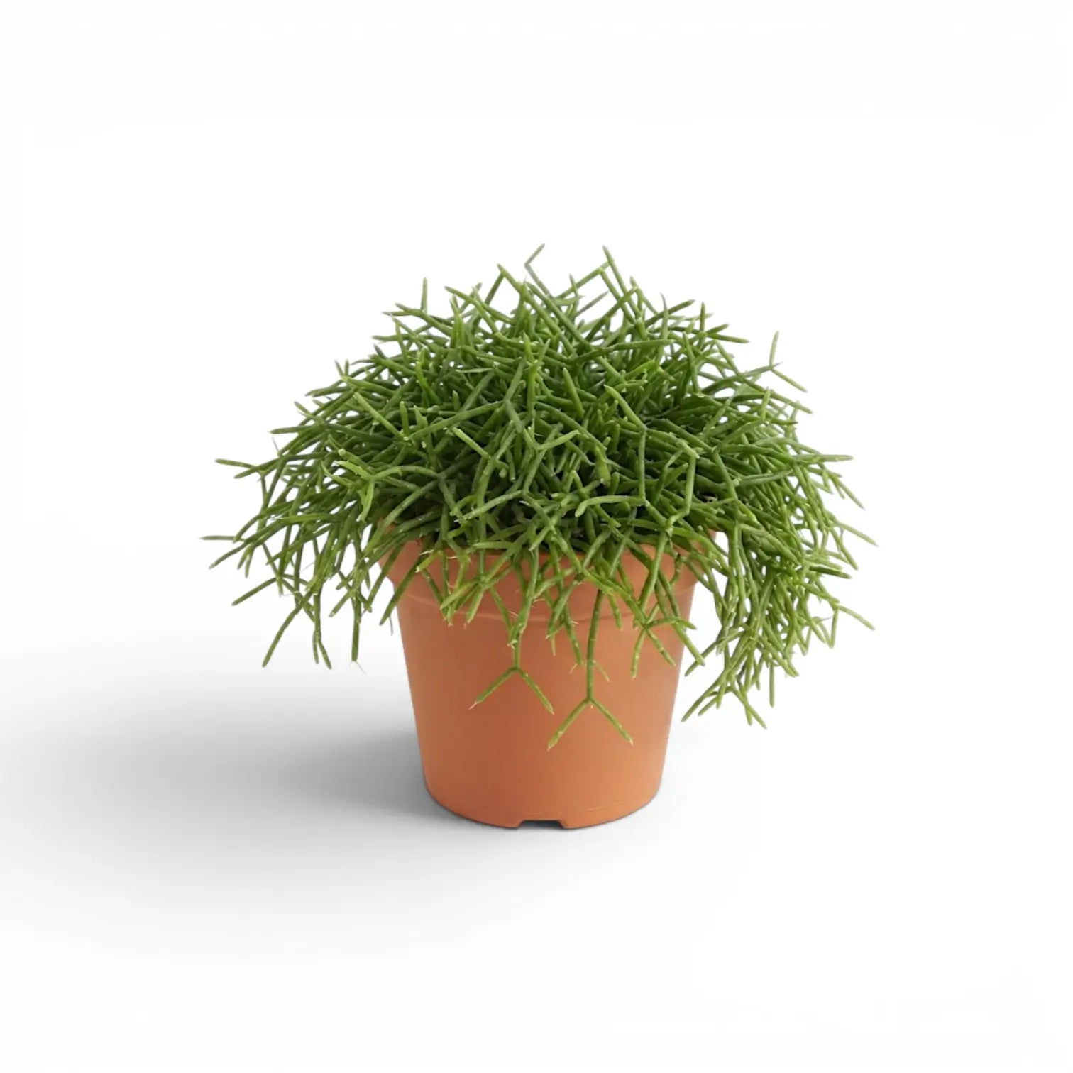 Rhipsalis cereuscula ‘Cashero’ im Kulturtopf.