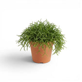 Rhipsalis cereuscula ‘Cashero’ im Kulturtopf.
