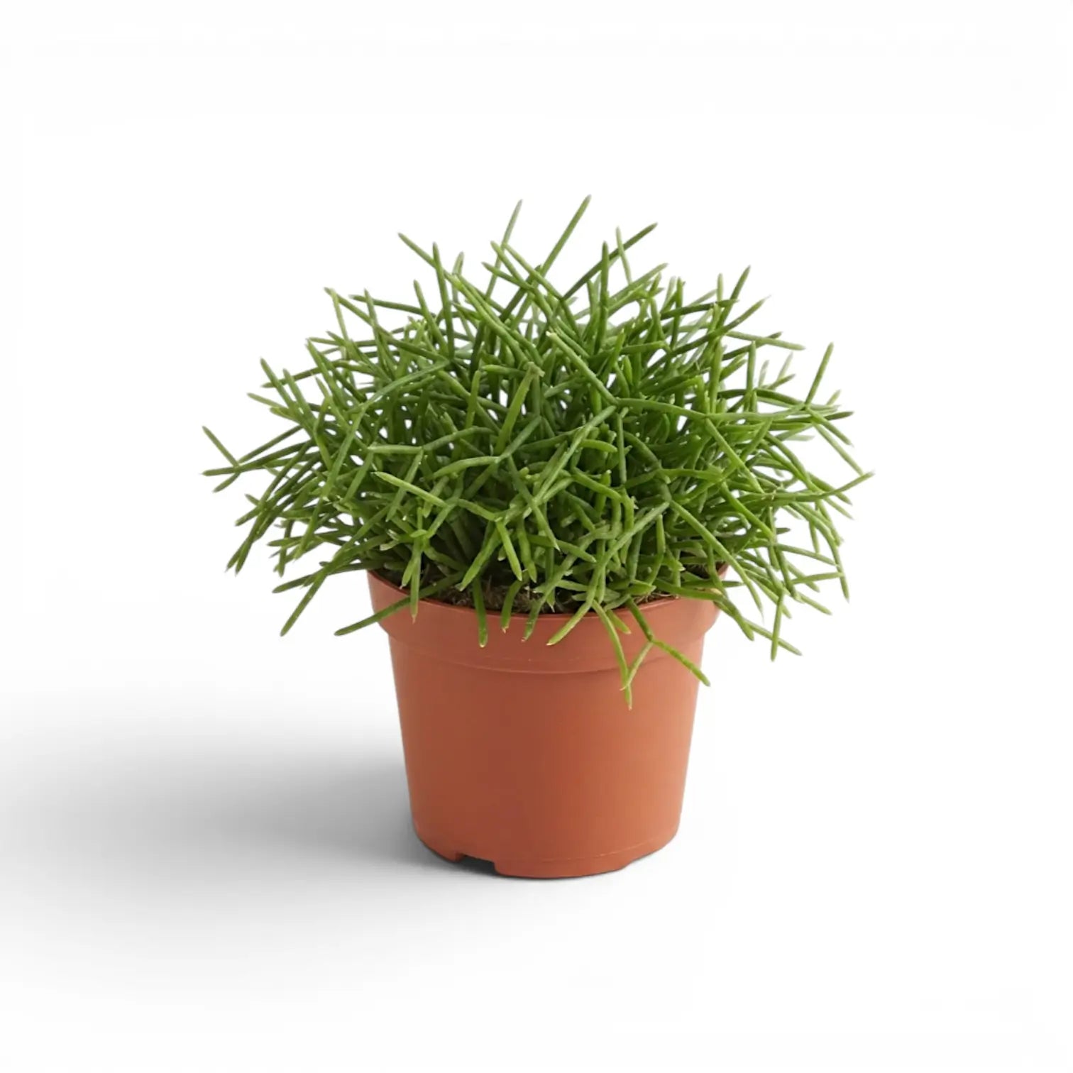 Rhipsalis cereuscula ‘Cashero’ im Kulturtopf.