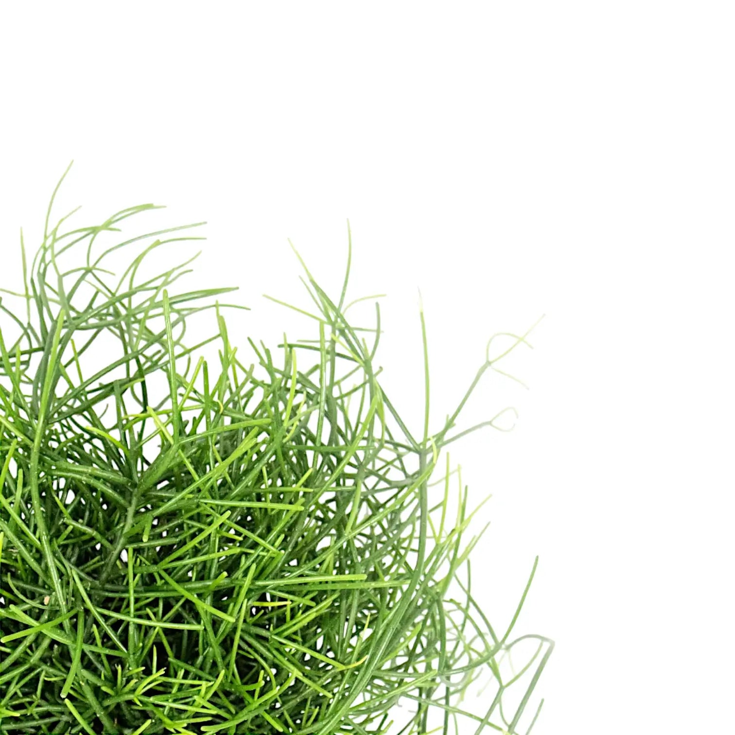 Nahaufnahme eines Triebs von Rhipsalis cereuscula 'Cashero' vor weißem Hintergrund.