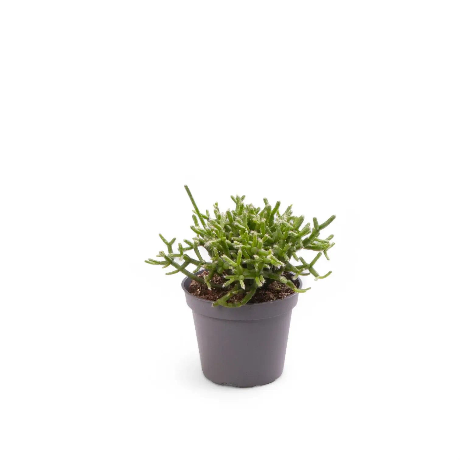 Rhipsalis cereuscula 'Cashero' – Zimmerpflanze im Kulturtopf auf weißem Hintergrund, Produktfoto 3.