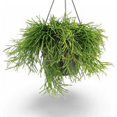 Rhipsalis clavata potted plant in nursery pot on white background.