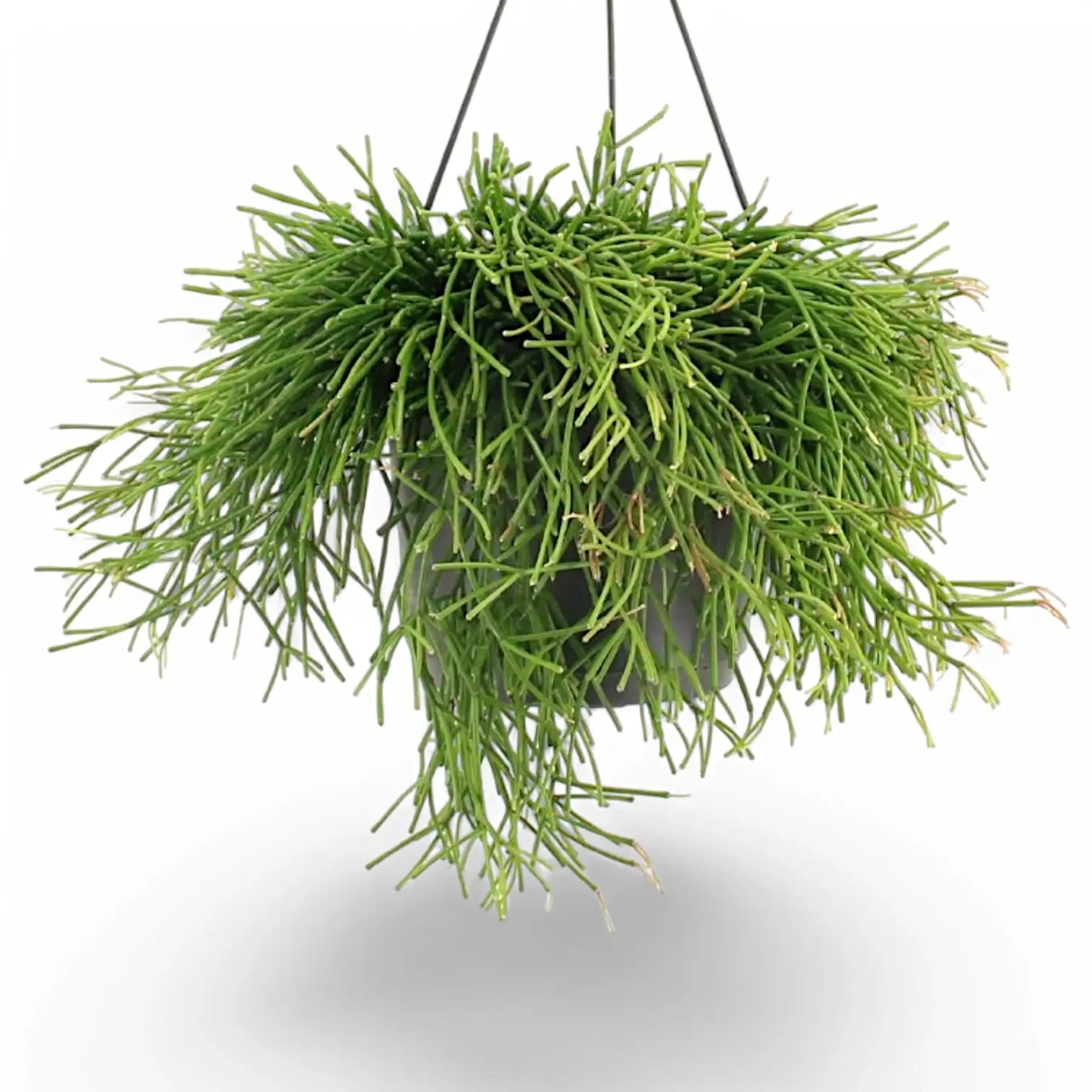 Rhipsalis clavata potted plant in nursery pot on white background.