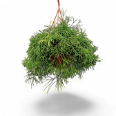 Rhipsalis clavata potted plant in nursery pot on white background.