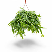 Rhipsalis crispata potted plant in nursery pot on white background.