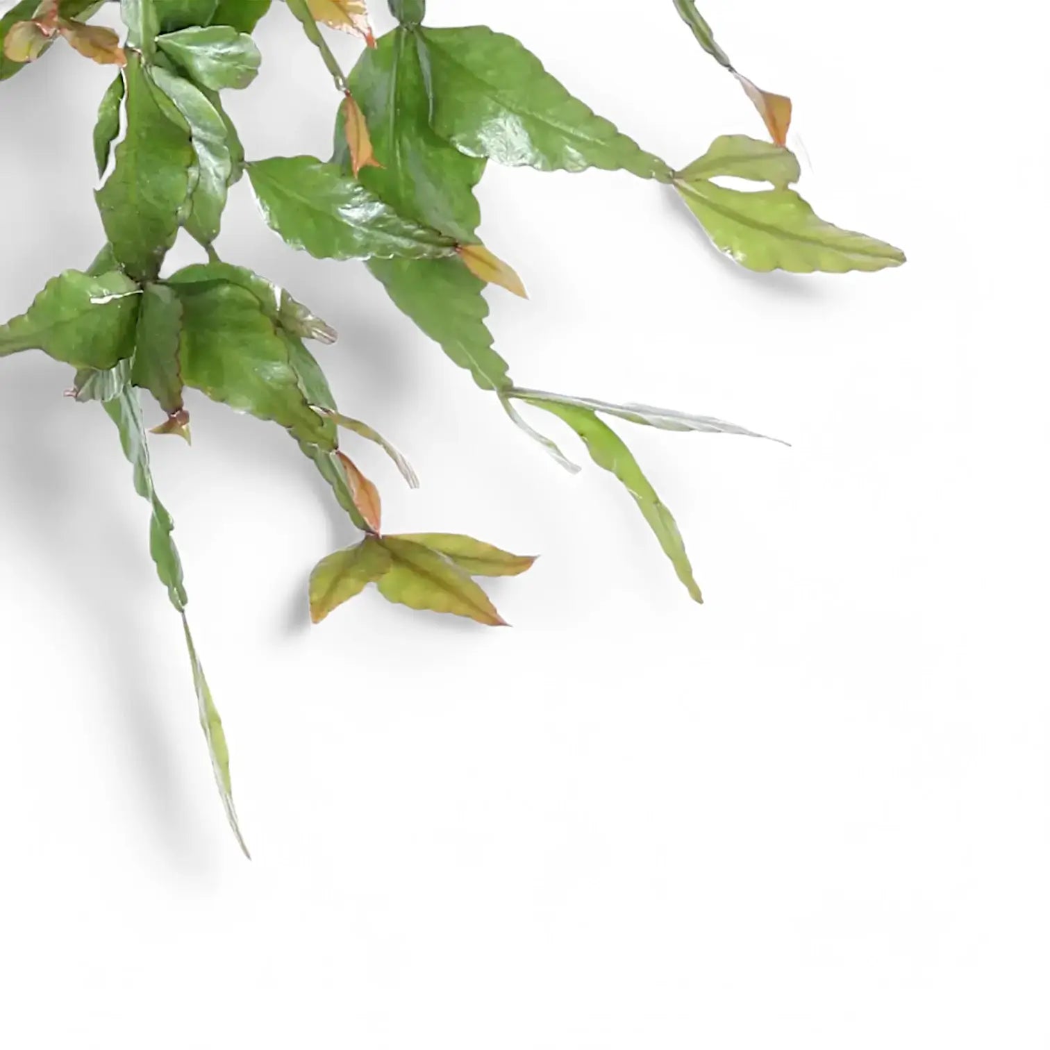 Rhipsalis elliptica close-up of leaf on white background.