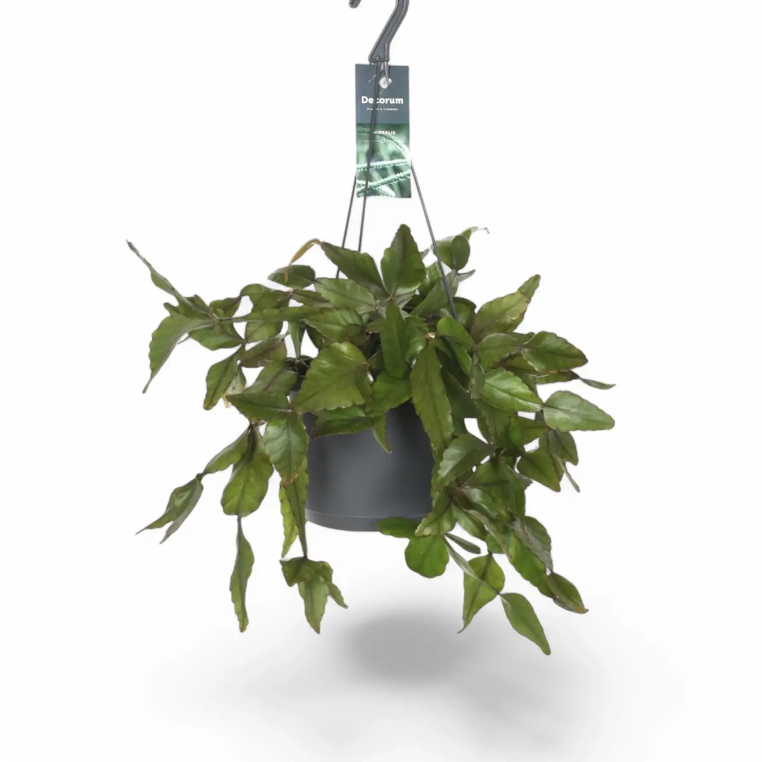Rhipsalis elliptica potted plant in nursery pot on white background.